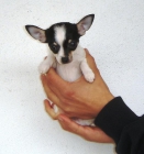 CACHORROS DE CHIHUAHUA  900 - mejor precio | unprecio.es