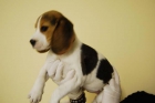 CAMADA DE BEAGLE, CALIDAD - mejor precio | unprecio.es