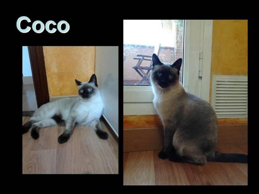 Coco, la elegancia hecha felino. este siamesito necesita nuevo hogar.
