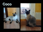 Coco, la elegancia hecha felino. este siamesito necesita nuevo hogar. - mejor precio | unprecio.es