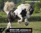 IRISH COB CATALUNYA - mejor precio | unprecio.es