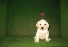 LABRADORES DE 2 MESES DE PELO NEGRO, 190 - mejor precio | unprecio.es