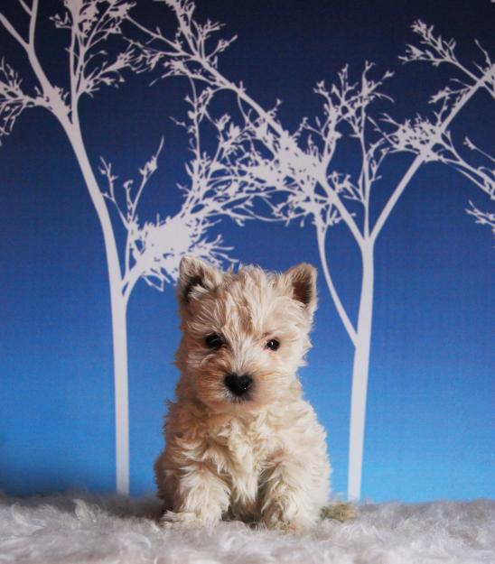 westy preciosa camada con 2 meses