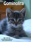 Gominolita, una bebé de gato dulce como su nombre - mejor precio | unprecio.es