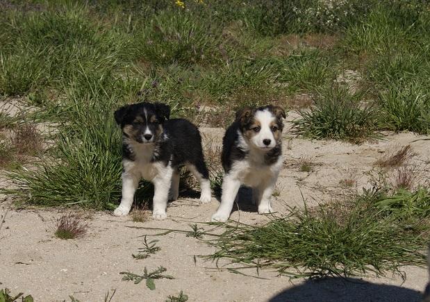 Border Collie Magnificos Cachorros Nacionales