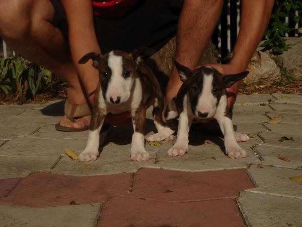 CACHORROS DE BULLTERRIER 590