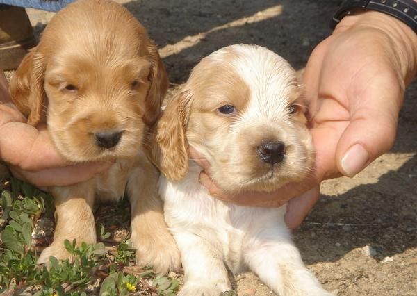 CACHORROS DE COCKER INGLES 450