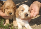 CACHORROS DE COCKER INGLES 450 - mejor precio | unprecio.es