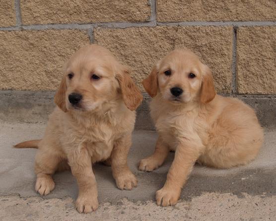 Cachorros de Golden, ¡impresionantes!