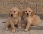 Cachorros de Golden, ¡impresionantes! - mejor precio | unprecio.es