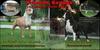 Excelente camada american stafforshire terrier - mejor precio | unprecio.es