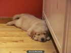 Golden Retriever - mejor precio | unprecio.es
