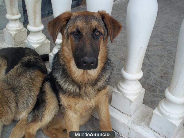 PERRO PASTOR ALEMAN