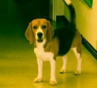 Precioso macho de Beagle para montas - mejor precio | unprecio.es