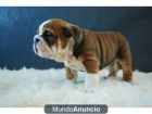 Regalo Camada de Bulldog Ingles - mejor precio | unprecio.es