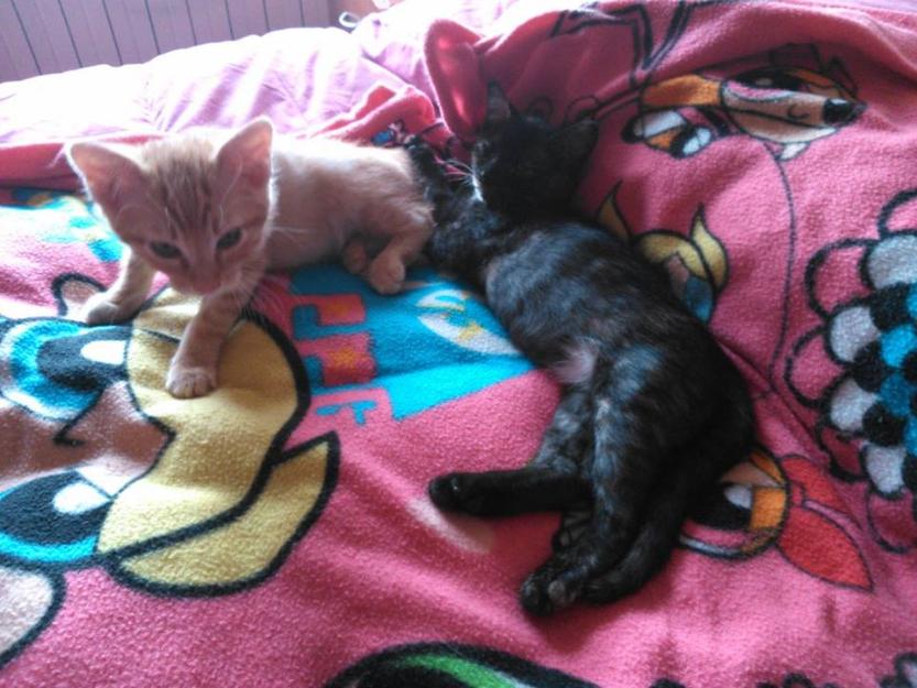 Brownie y naranjito, bebés en adopción valladolid