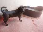 ------------ ADOPTALES, BUSCAN UNA FAMILIA ------------ TAMAÑO: MEDIANO - mejor precio | unprecio.es