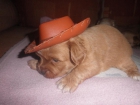 5 cachorritos - mejor precio | unprecio.es