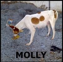 ADOPTA A MOLLY