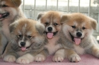 akita inu cria y seleccion - mejor precio | unprecio.es