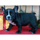 Bulldog Frances con pedigri rsce (loe) 140 - mejor precio | unprecio.es