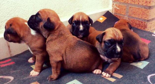 Cachorra Boxer