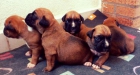 Cachorra Boxer - mejor precio | unprecio.es