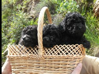 cachorros caniche enano con pedigree