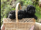 cachorros caniche enano con pedigree - mejor precio | unprecio.es