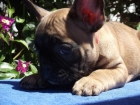 Cachorros de bulldog frances , negros y+ fawn - mejor precio | unprecio.es