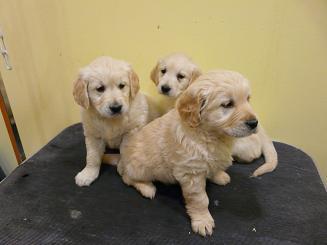 CACHORROS DE GOLDEN RETRIEVER