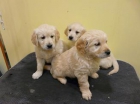 CACHORROS DE GOLDEN RETRIEVER - mejor precio | unprecio.es