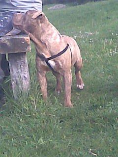 CACHORROS PITBULL AMERICANOS