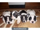 Espectaculares cachorros de bulldog fran - mejor precio | unprecio.es
