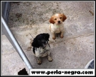 Expectaculares cachorros de breton - mejor precio | unprecio.es