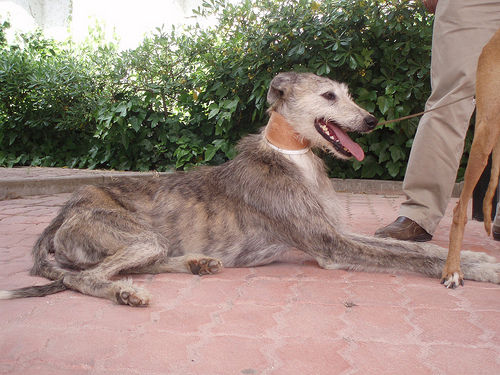 Galgos en adopción