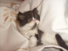 gatito persa bicolor con 2 meses de edad.. - mejor precio | unprecio.es