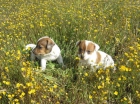 Jacks Russels cachorros con pedigri blancos y naranjas - mejor precio | unprecio.es