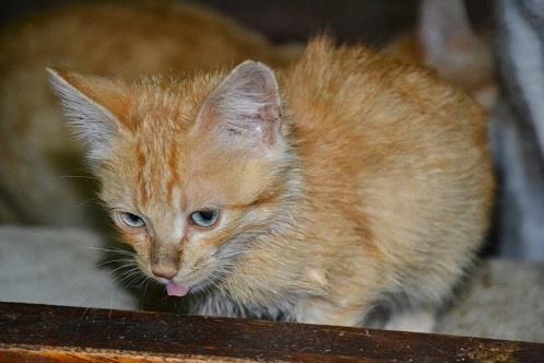 Las estrellas de EF, cachorritos de 2 meses buscan hogar. Alava