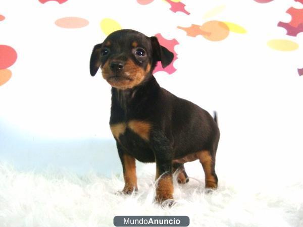 PINSCHER MINIATURA CALIDAD CON PEDIGREE