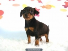 PINSCHER MINIATURA CALIDAD CON PEDIGREE - mejor precio | unprecio.es