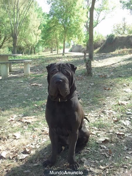 SHAR PEI  BUSCA NOVIA PARA MONTA