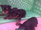 vendo cachorritos yorkshire 200 E cadiz - mejor precio | unprecio.es