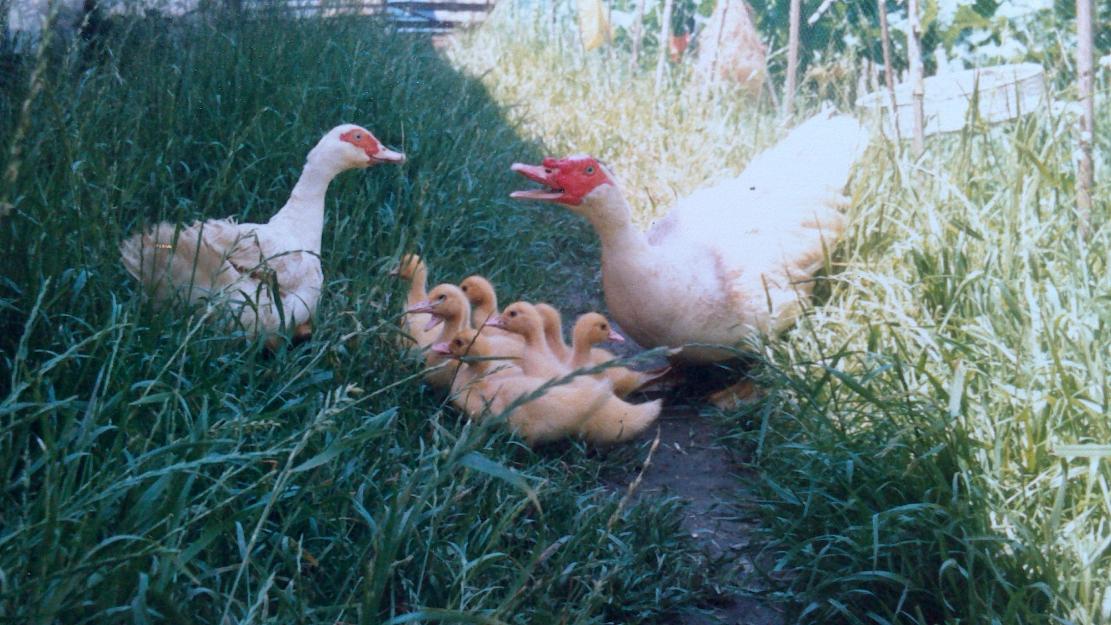 Vendo patos mudos
