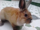 Conejo reproductor 1 año muy bonito - mejor precio | unprecio.es