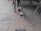 American stafford - mejor precio | unprecio.es
