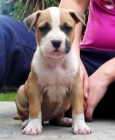 American stafford cachorros barcelona 400 - mejor precio | unprecio.es