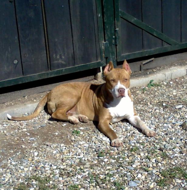 Cachorra espectacular