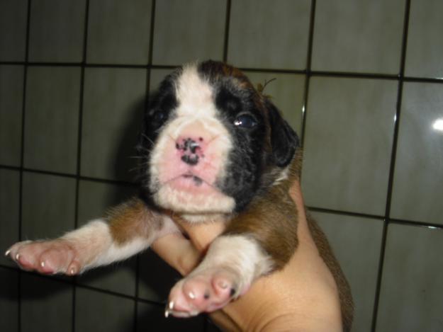 expectaculares boxers