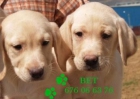 Impresionantes cachorros de labrador - mejor precio | unprecio.es